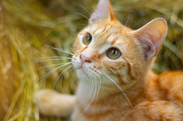 Simpatico gatto rosso guarda nella cornice.