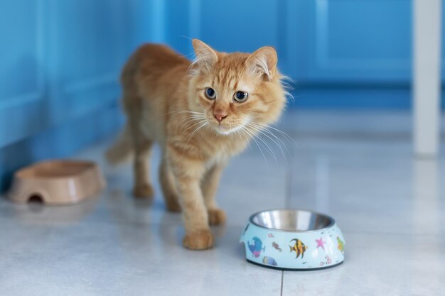 Cute red cat near the plate in the kitchen