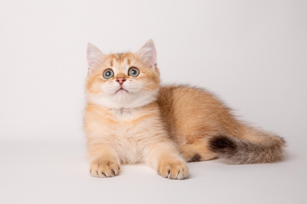 Cute red cat on a white background