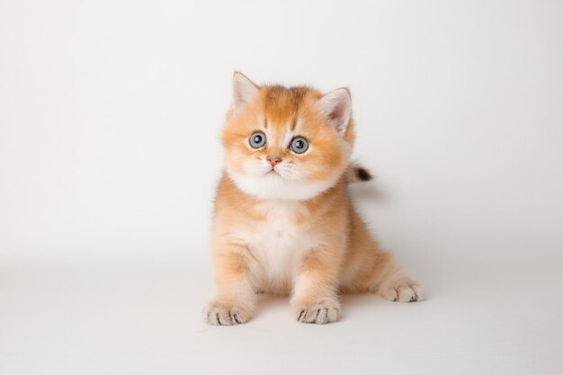 Cute red cat on a white background