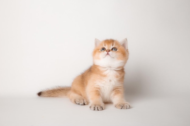 Cute red cat on a white background