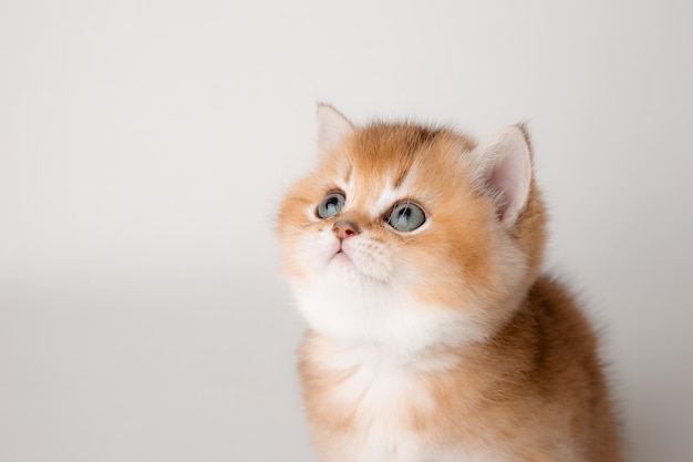 Cute red cat on a white background