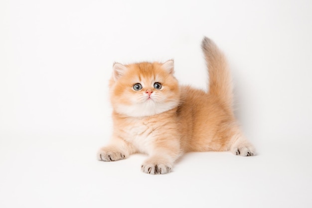 Cute red cat on a white background