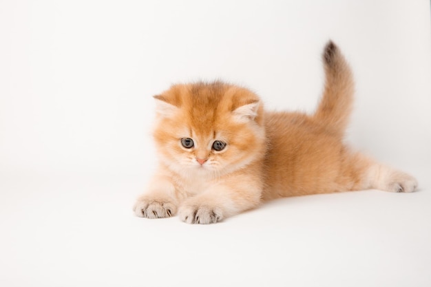 Cute red cat on a white background