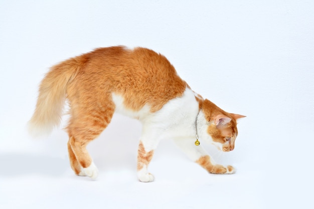 Cute red cat on white background