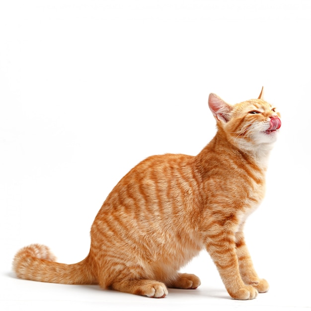 Cute red cat on a white surface