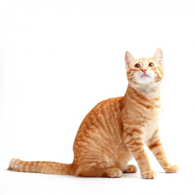 Cute red cat on a white surface