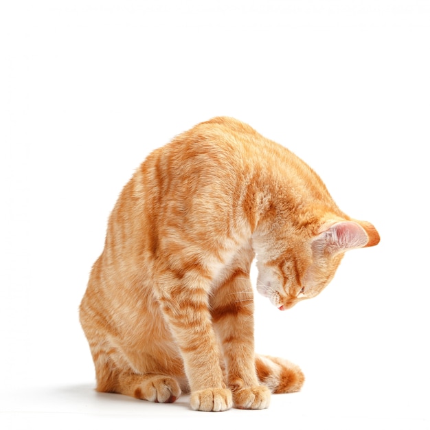 Cute red cat on a white surface