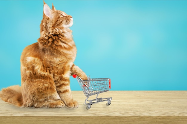 Cute red cat with shopping cart at shop