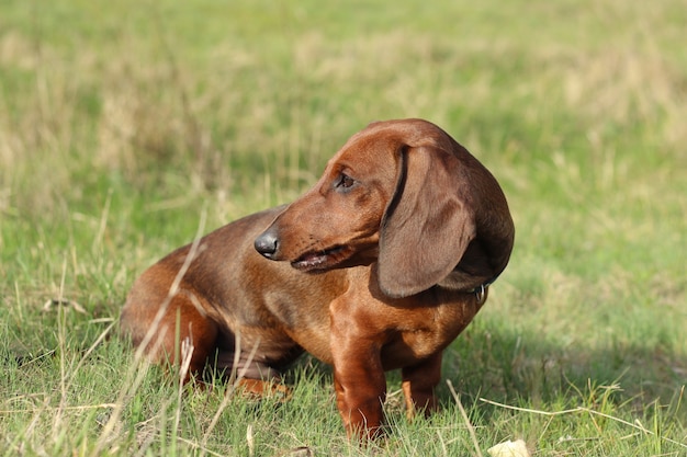 Cute red dachshund puppy on green grass