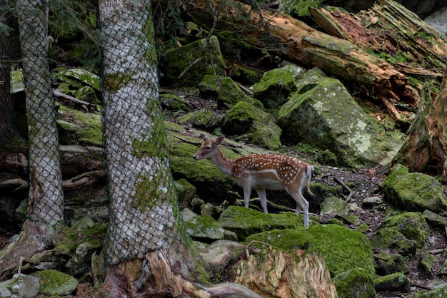 Cute red deer Cervus elaphus hind and fawn in nature looking aside