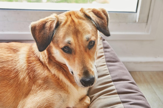 Cute red dog with sad eyes lies in its place on dog bed