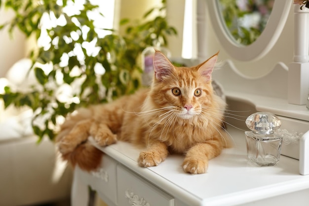 かわいい赤いふわふわのメインクーン猫が白い私室の化粧台に横たわっている