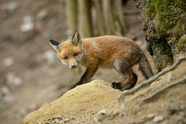 Cute red fox cub coming out of a den in forest