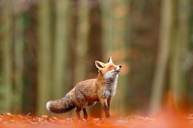 Photo cute red fox vulpes vulpes fall forest beautiful animal in the nature habitat