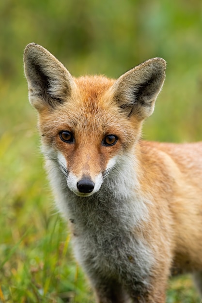 cute red fox with big eyes