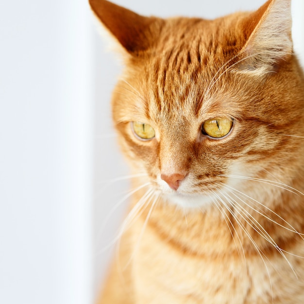 Photo cute red ginger cat close-up portrait, yellow eyes