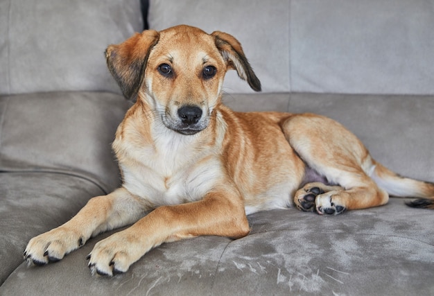 Cute red-haired dog with hanging ears is sitting on the couch.