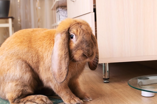 Cute red house rabbit in the room