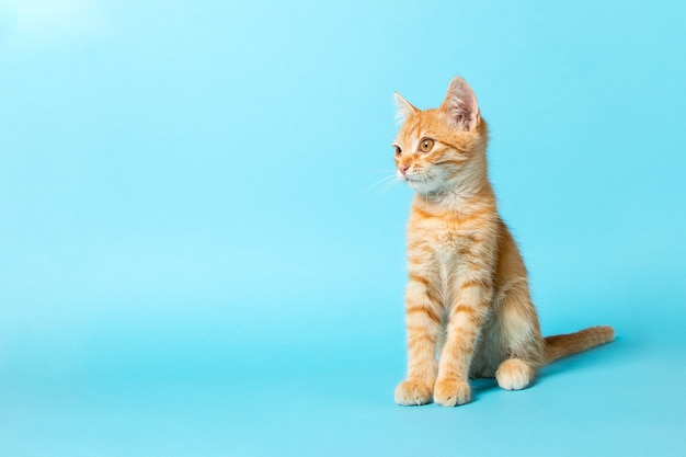 Simpatico gattino rosso su sfondo blu. animale domestico giocoso e divertente. copia spazio.