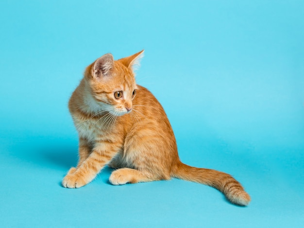 Cute red kitten on a blue background. Playful and funny pet. Copy space.