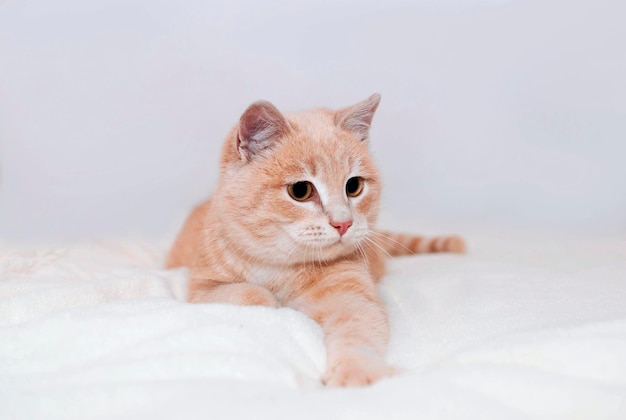 Cute red kitten is sleeping on furry white blanket Adorable little pet closeup Concept of favorite pets