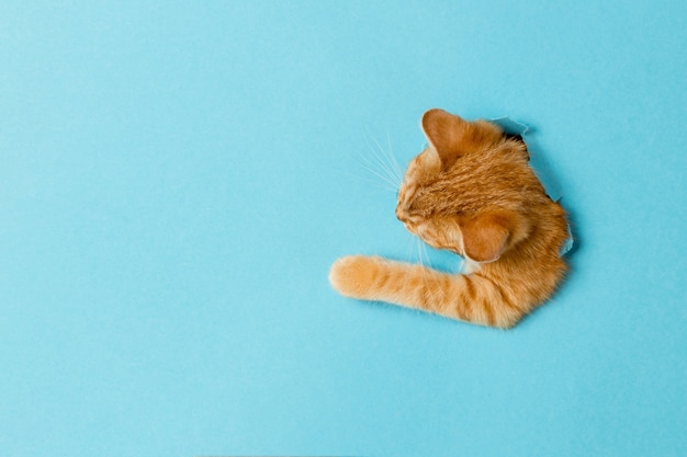 귀여운 빨간 고양이 한 마리가 종이 구멍을 통해 들여다보고 있습니다. 장난스럽고 재미있는 애완동물, 광고, 포스터, 판매, 수의학 클리닉을 위해 비어 있습니다.
