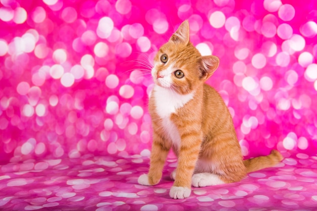 A cute red kitten on pink background. Playful and funny pet, blank for advertising, poster, sale, veterinary clinic.