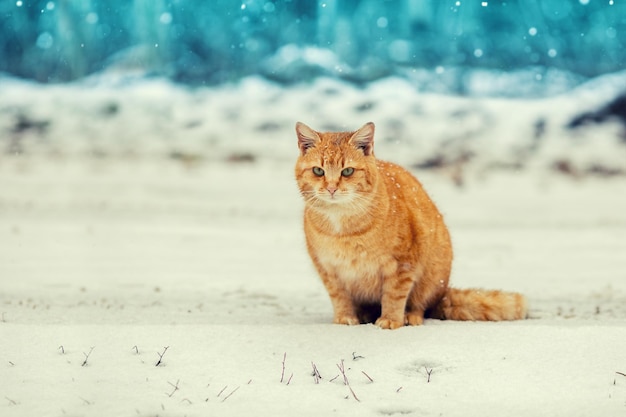 雪の中でかわいい赤い子猫