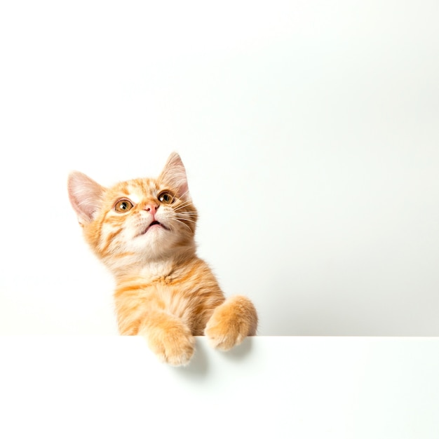 Cute red kitten on a white background. Playful and funny pet. Copy space.