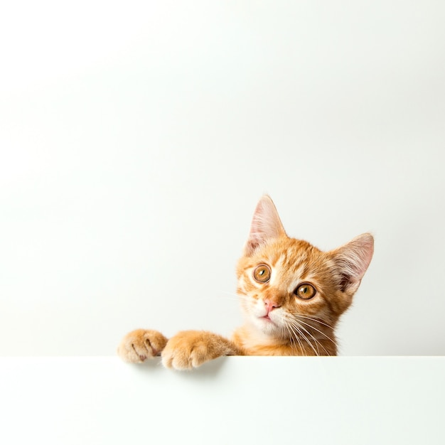 Cute red kitten on a white background. Playful and funny pet. Copy space.