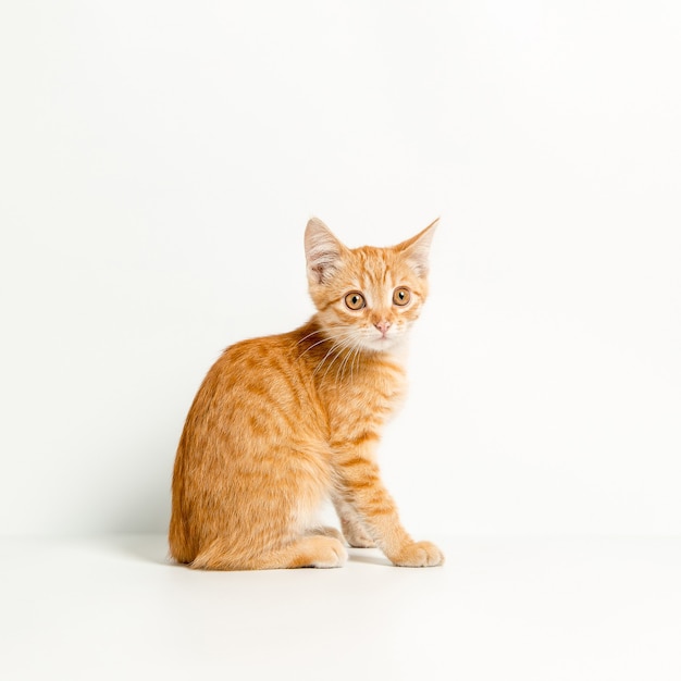 Cute red kitten on a white background. Playful and funny pet. Copy space.