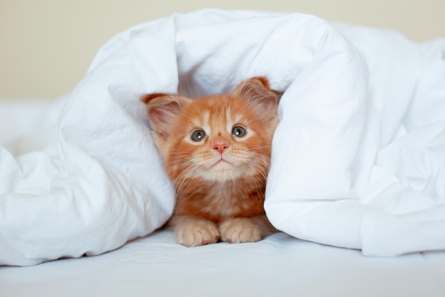 Cute red kitten wrapped in a white blanket maine coon\
kitten