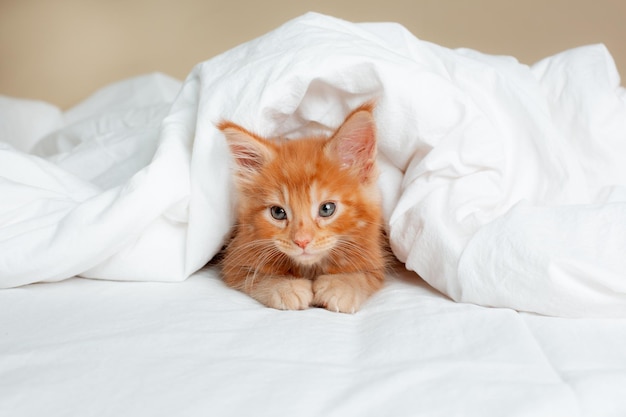 Cute red kitten wrapped in a white blanket maine coon kitten