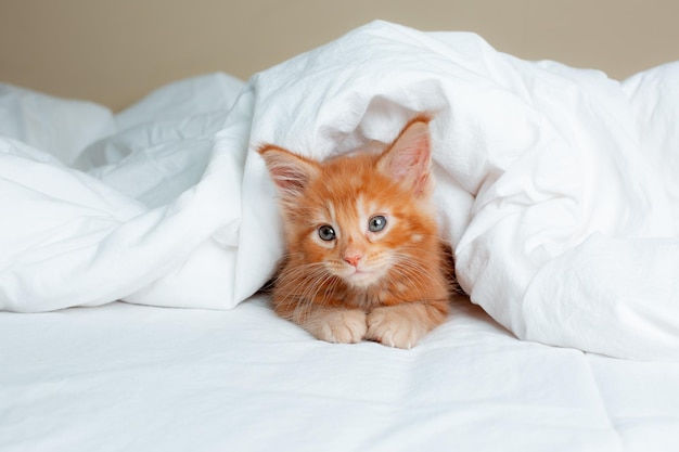 Cute red kitten wrapped in a white blanket maine coon kitten