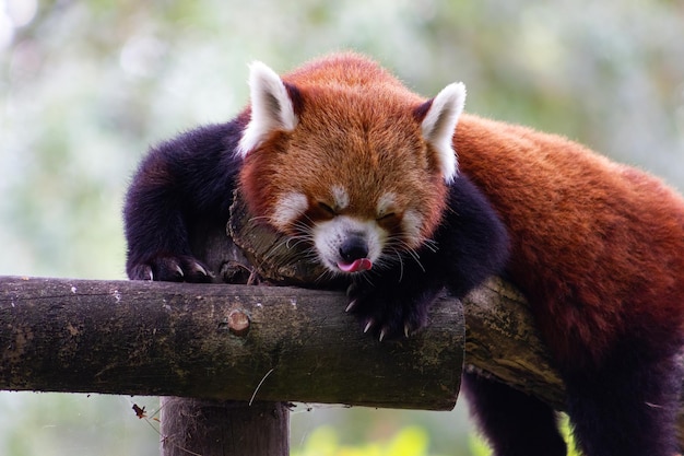 Cute red or lesser panda in a zoo Ailurus fulgens