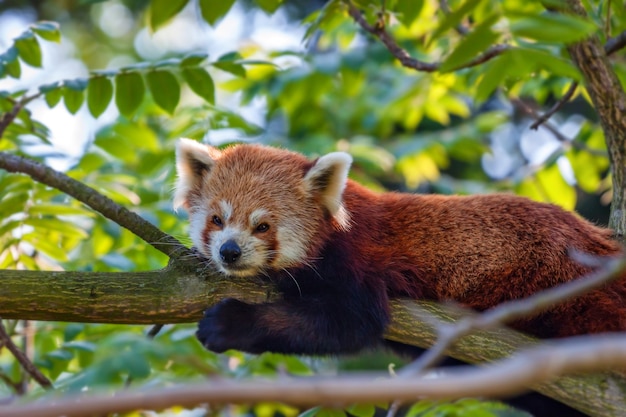 Симпатичная красная панда или Ailurus fulgens на дереве