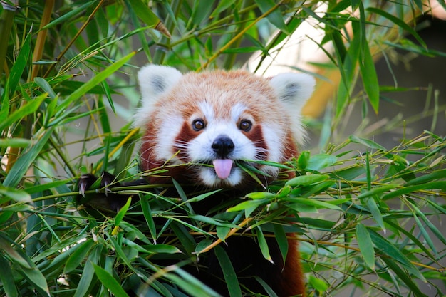 A cute red panda sticks out its tongue while eating bamboo