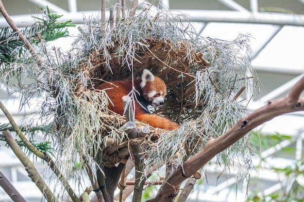 Cute red panda