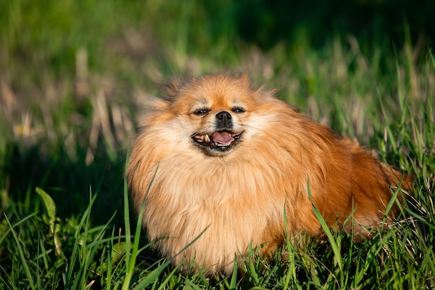 Фото Милый красный шпиц на фоне зеленой травы, на открытом воздухе. солнечный день, собака улыбается