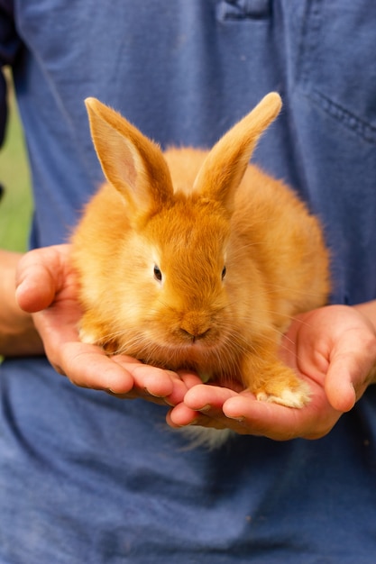 彼の手に座っているかわいい赤いウサギ。