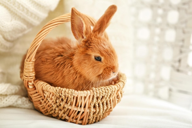 Cute red rabbit in wicker basket at home