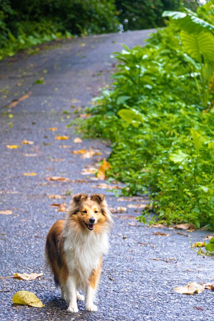 Cute red shetland sheepdog