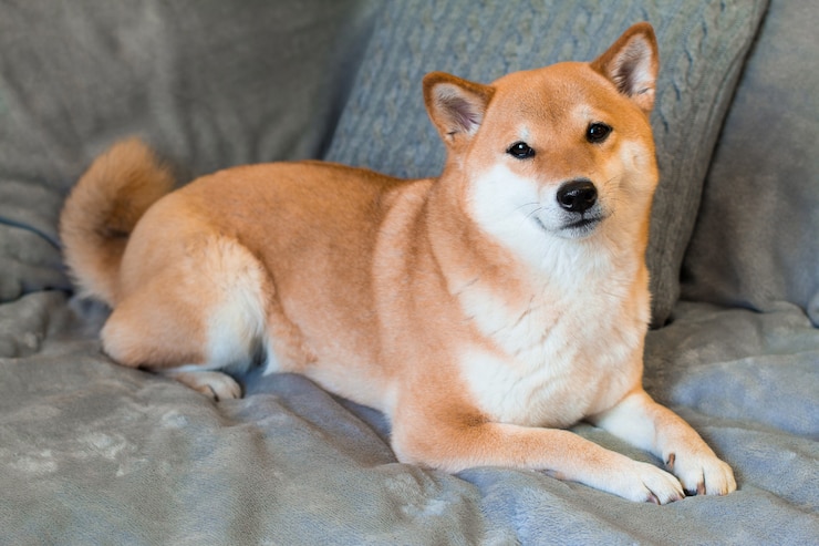 Photo 自宅の灰色のソファに横たわっているかわいい赤い柴犬犬クローズアップ
