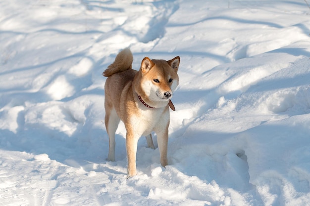 Cute red shiba inu dog in red collar standing on snow in sunny winter day