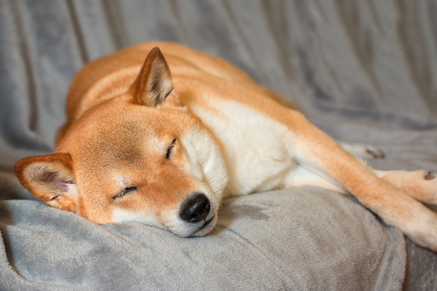귀여운 빨간 Shiba inu 강아지는 집에서 회색 소파에서 잔다