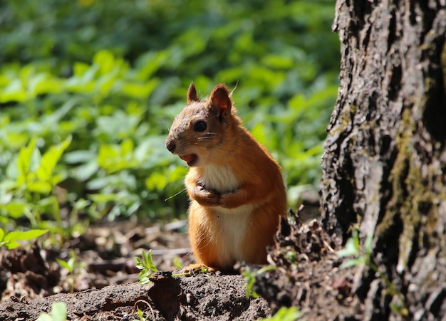 cute red squirrel eating a nut closeup