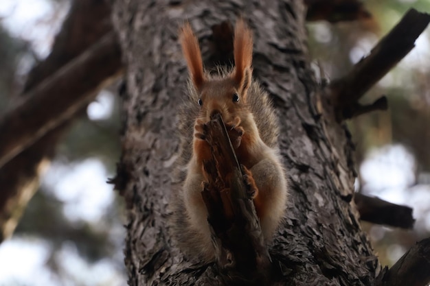 숲에서 나무에 너트를 먹는 귀여운 붉은 다람쥐