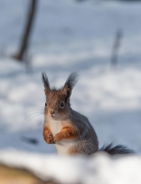 かわいい赤リスが足を胸に折り畳み、雪の中に立っています。