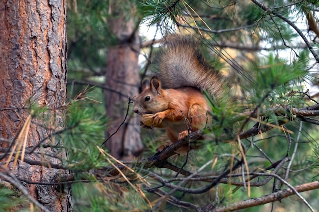 A cute red squirrel sits on a pine branch and eats walnuts wild\
animals care for the environment